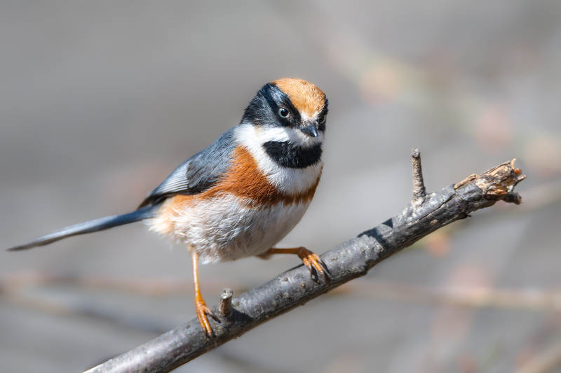 紅頭長尾山雀棲息枝頭-攝影圖