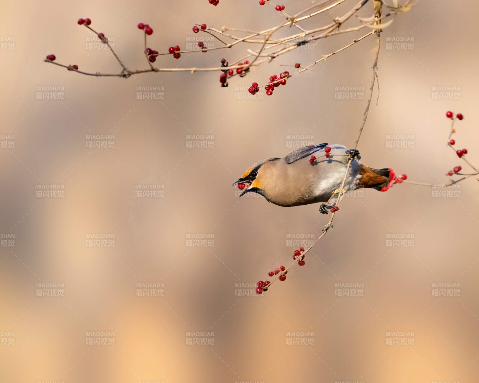 鸟啄红果枝头图片