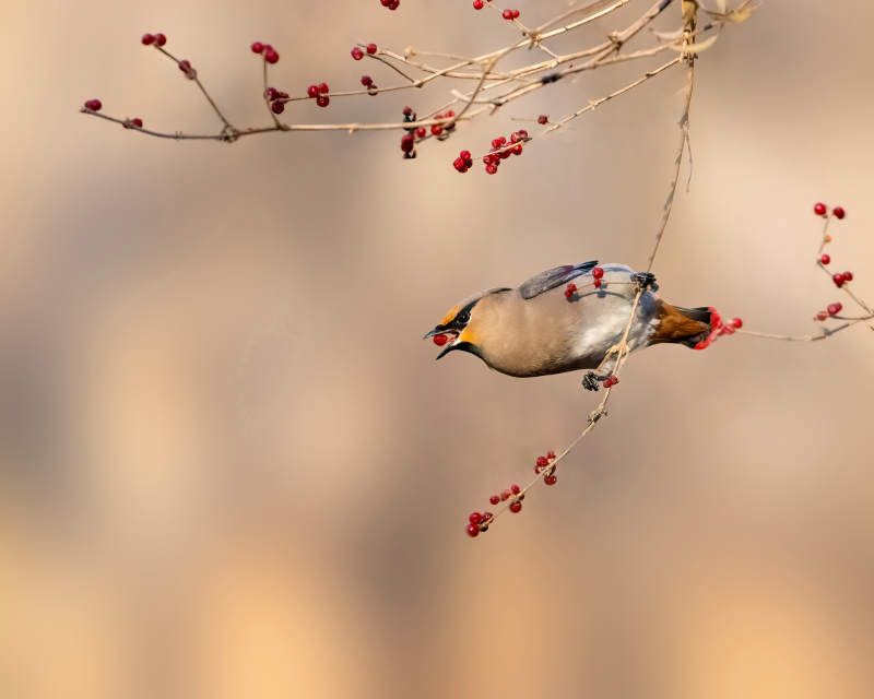 鸟啄红果枝头图片