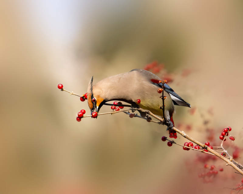 鸟栖枝头啄红果图片