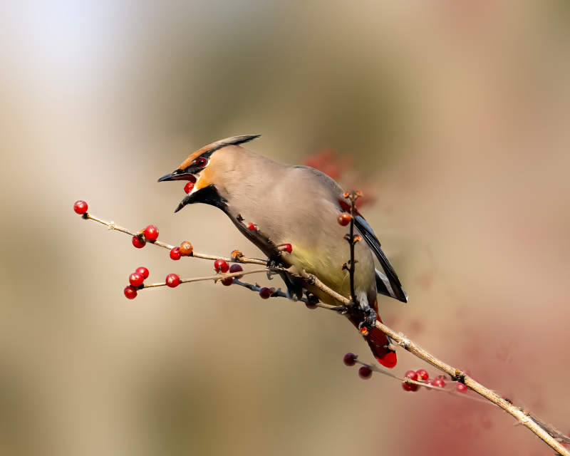 蜡嘴鸟栖枝啄果图片