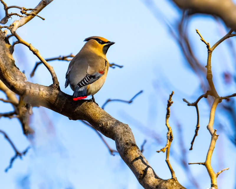 黄鸟栖枝头图片