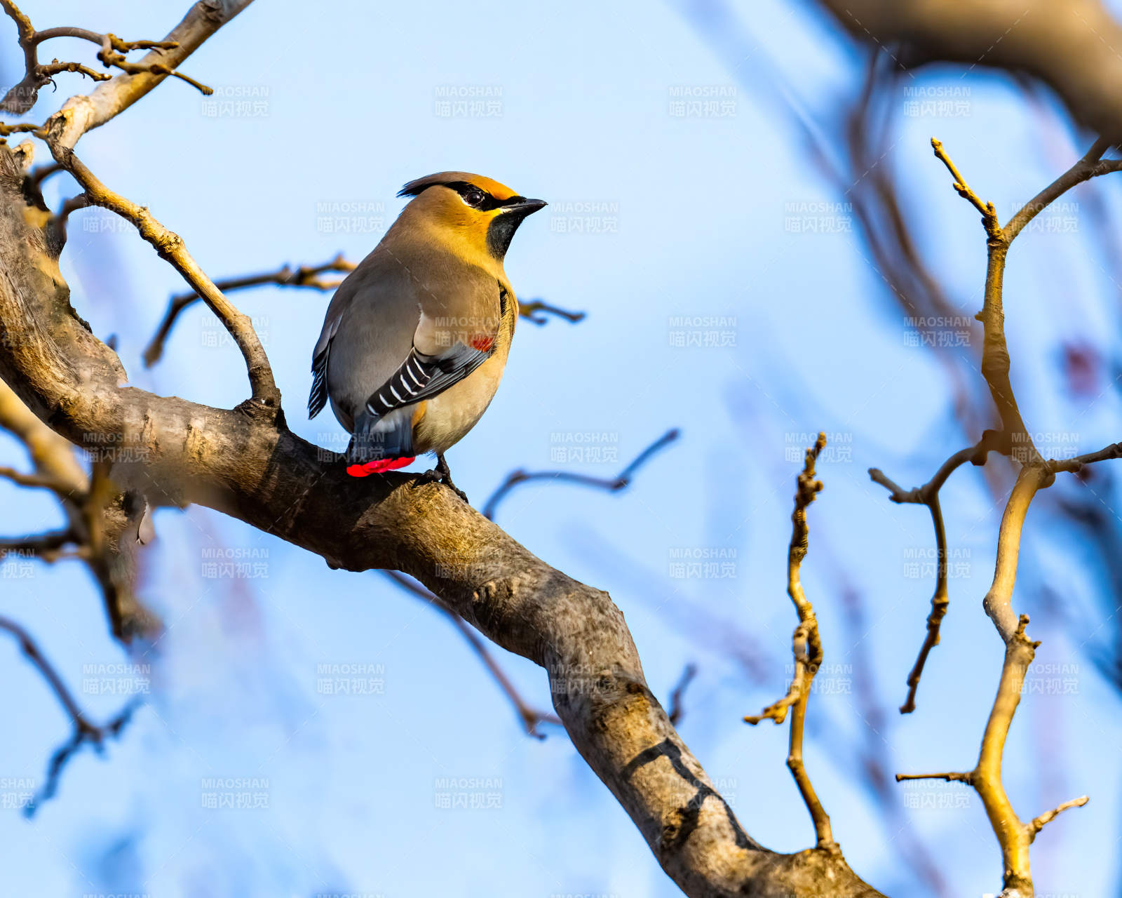 黄鸟栖枝头图片