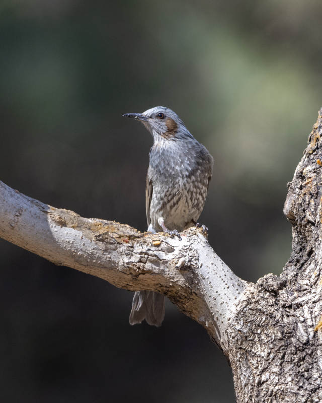 灰鳥棲枝頭圖片