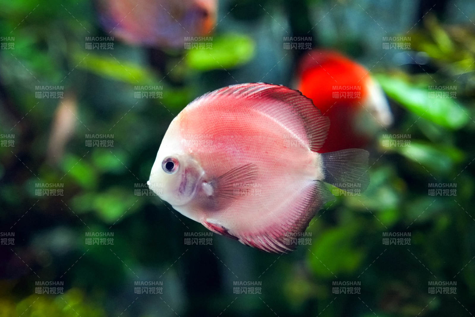 紅鰭神仙魚游動圖片