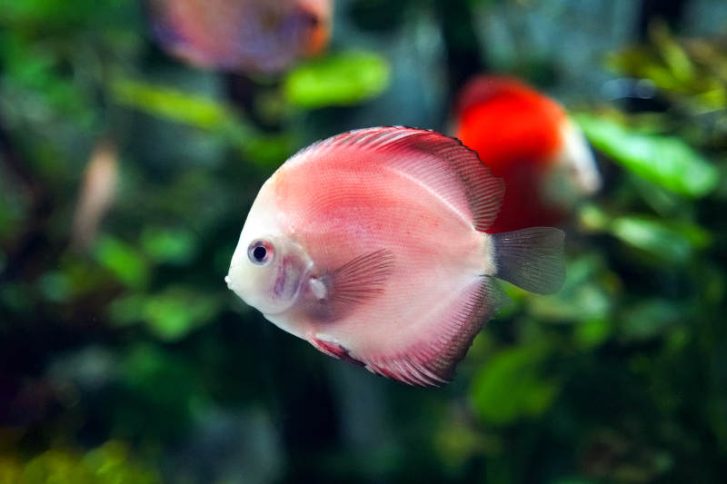 紅鰭神仙魚游動圖片