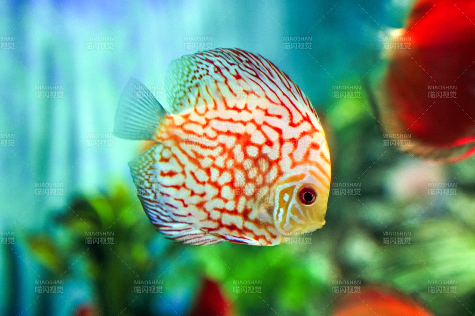 斑斕孔雀魚(yú)游動(dòng)圖片