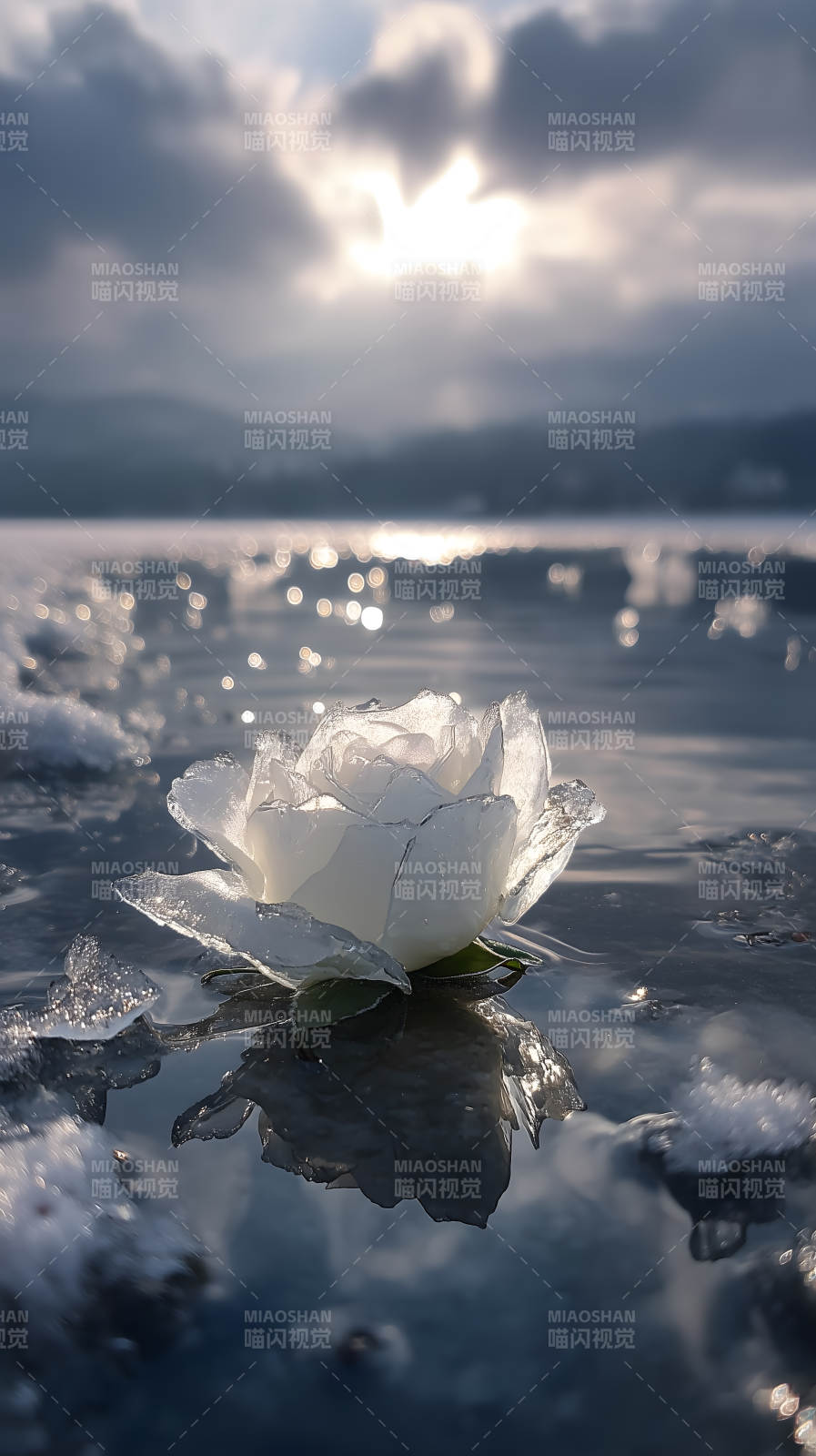 冰雪玫瑰水面倒影图片