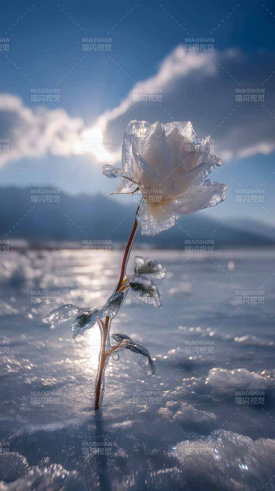 冰霜玫瑰耀眼夺目-图片