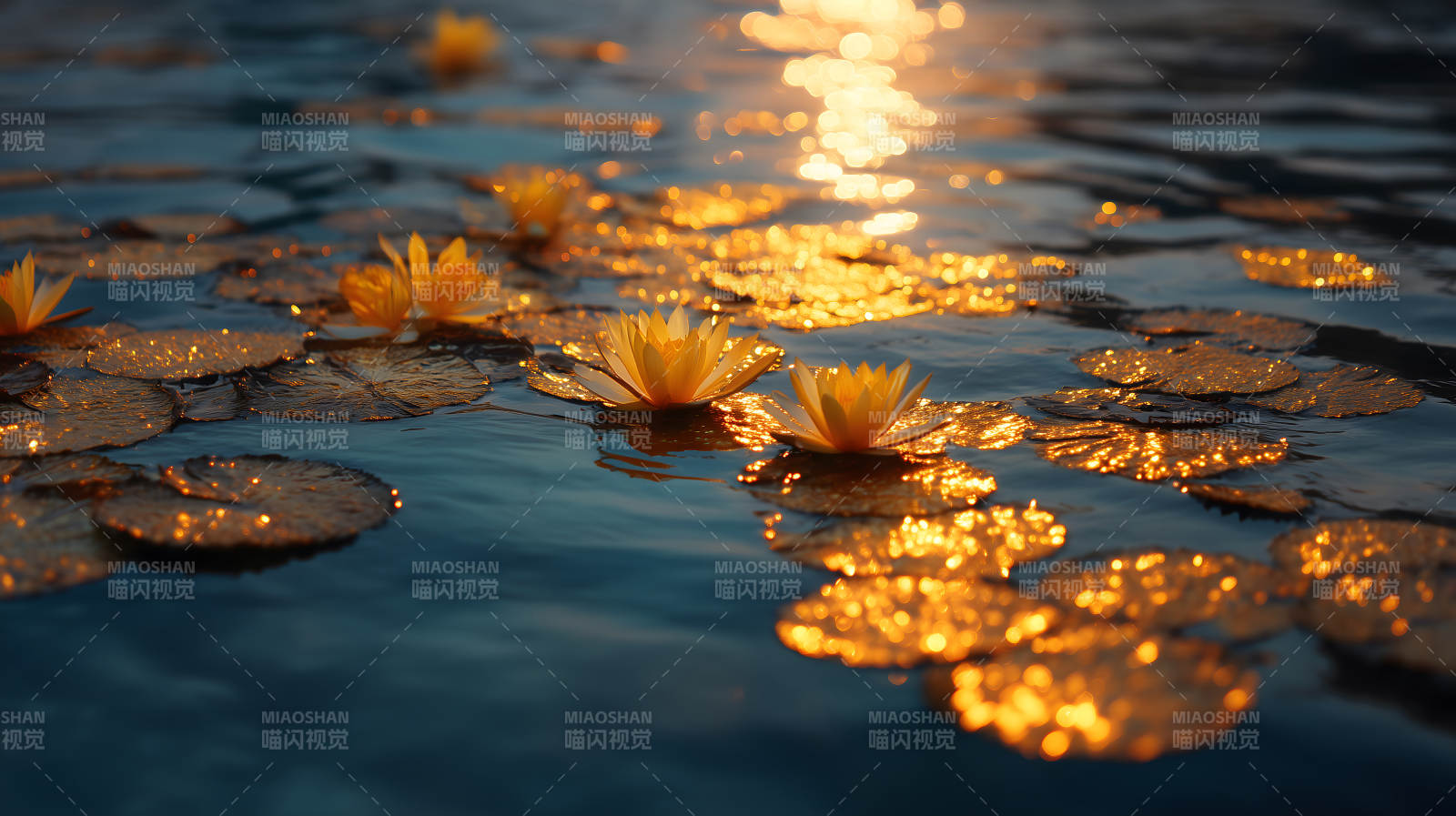 莲花绽放水中金光闪闪-图片