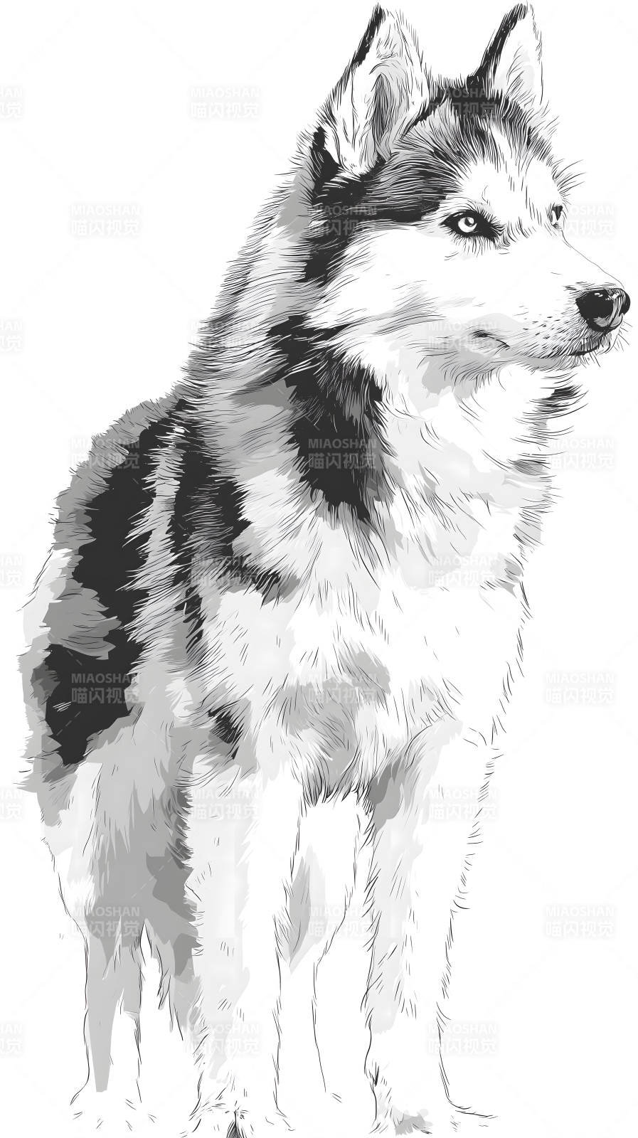 黑白哈士奇素描图-图片