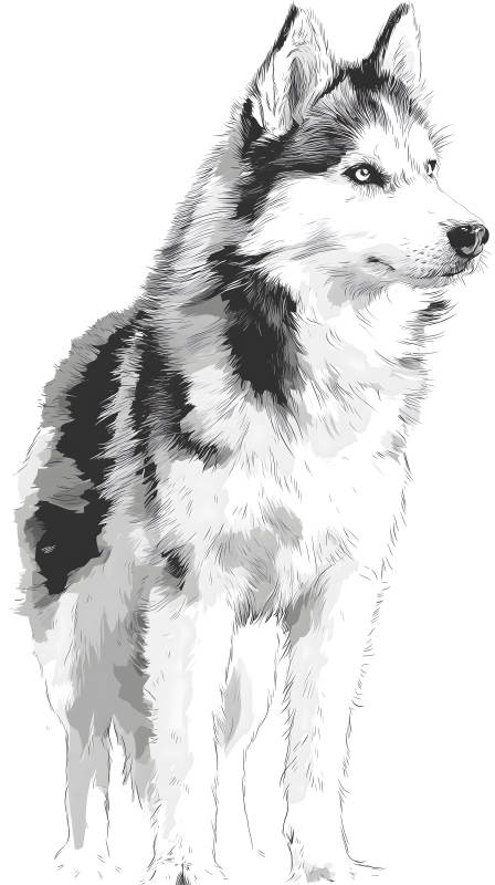 黑白哈士奇素描图-图片