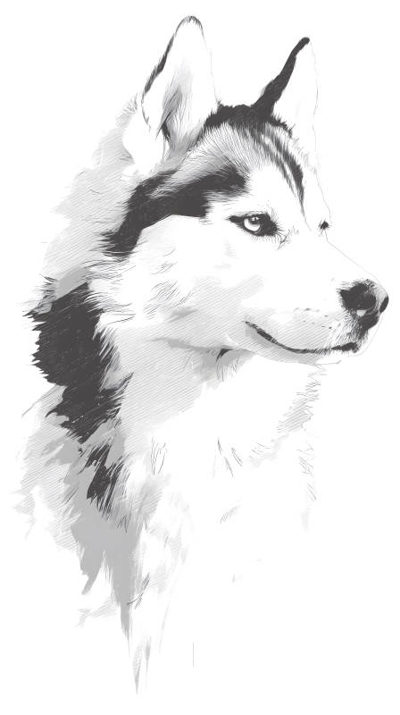 哈士奇犬肖像画-图片