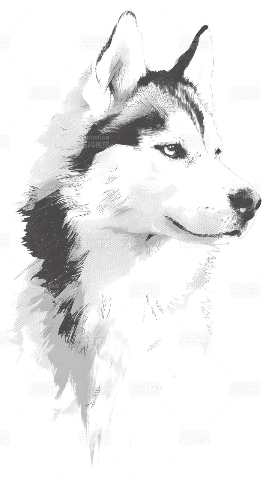 哈士奇犬肖像画-图片