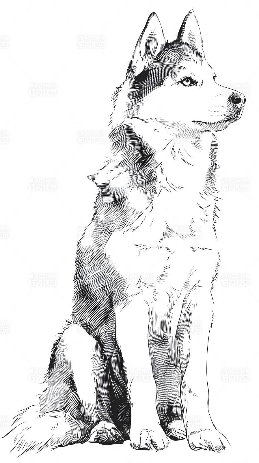 雪橇犬素描图片