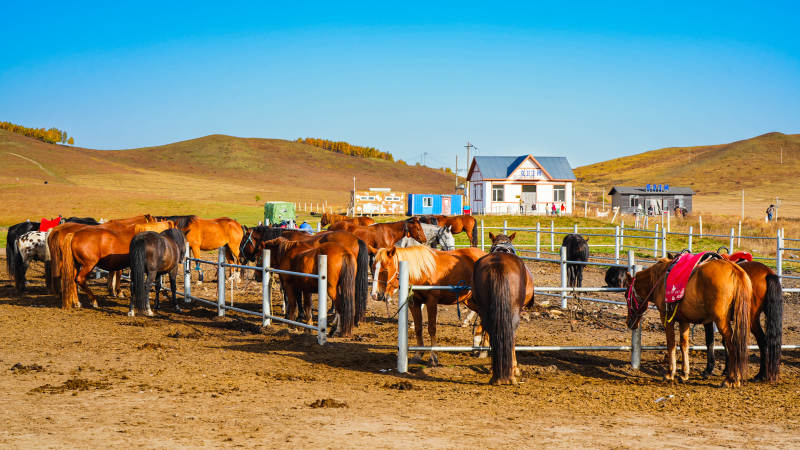 烏蘭布統草原馬群圍欄中-攝影圖