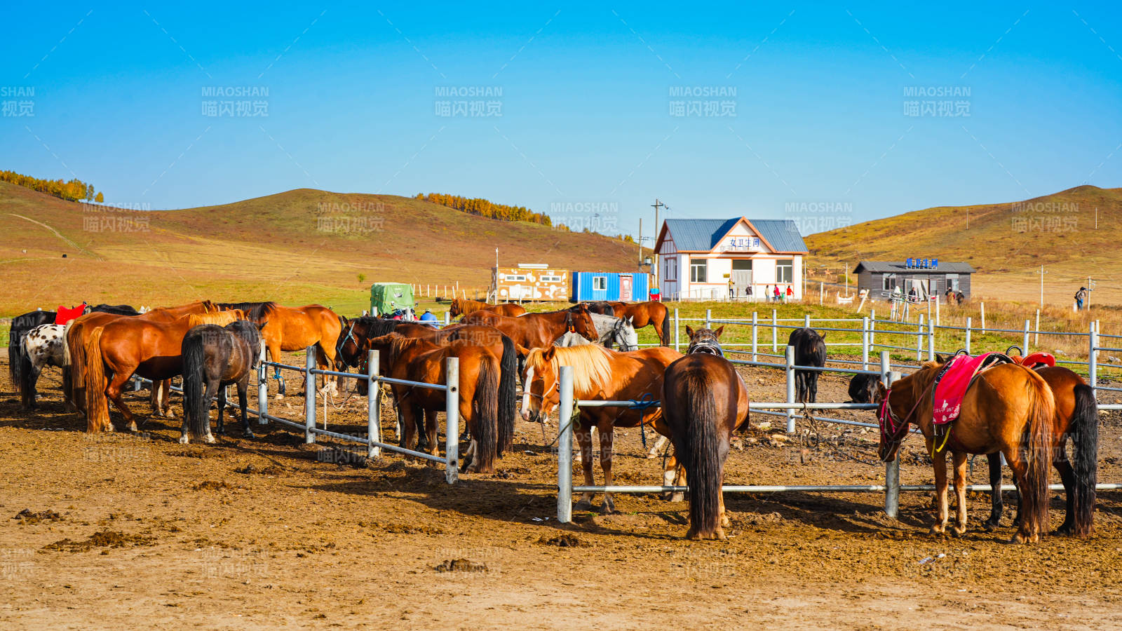 烏蘭布統(tǒng)草原馬群圍欄中-攝影圖