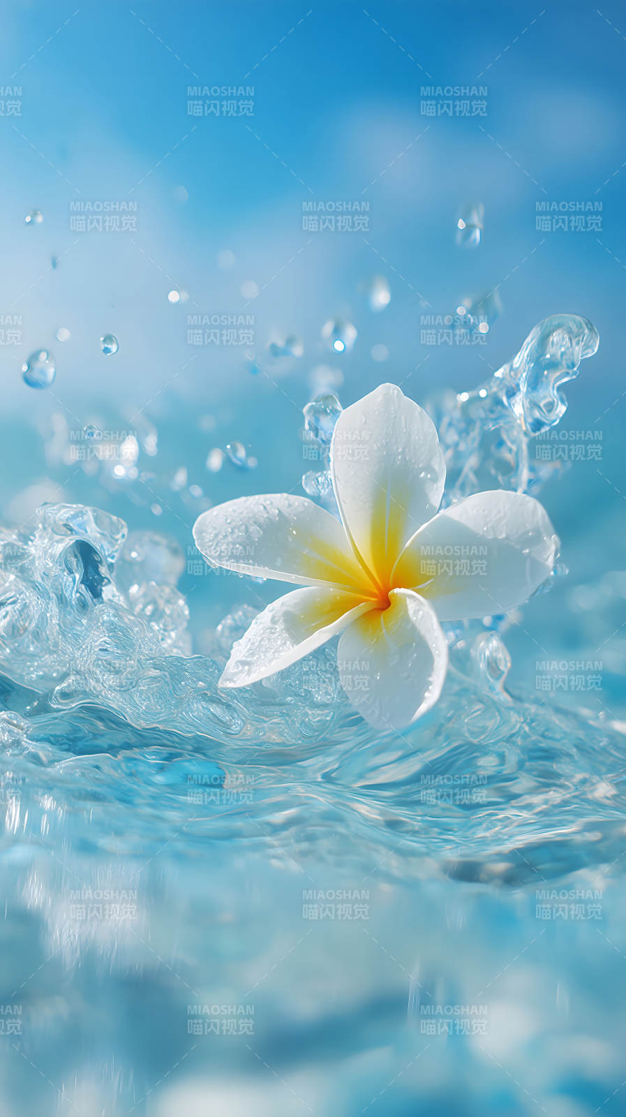 水花中绽放的鸡蛋花-图片