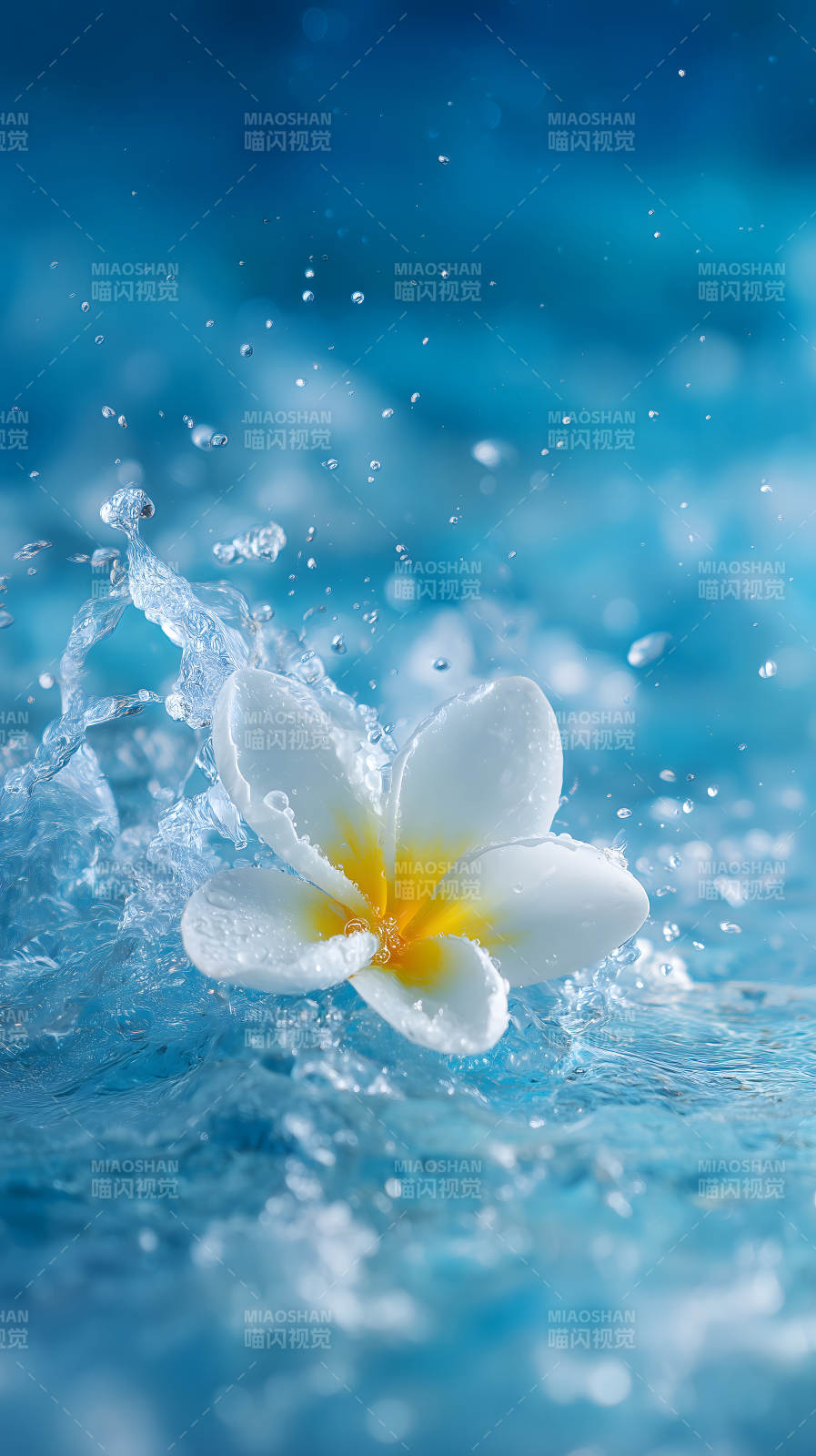 水中芙蓉花朵绽放-图片