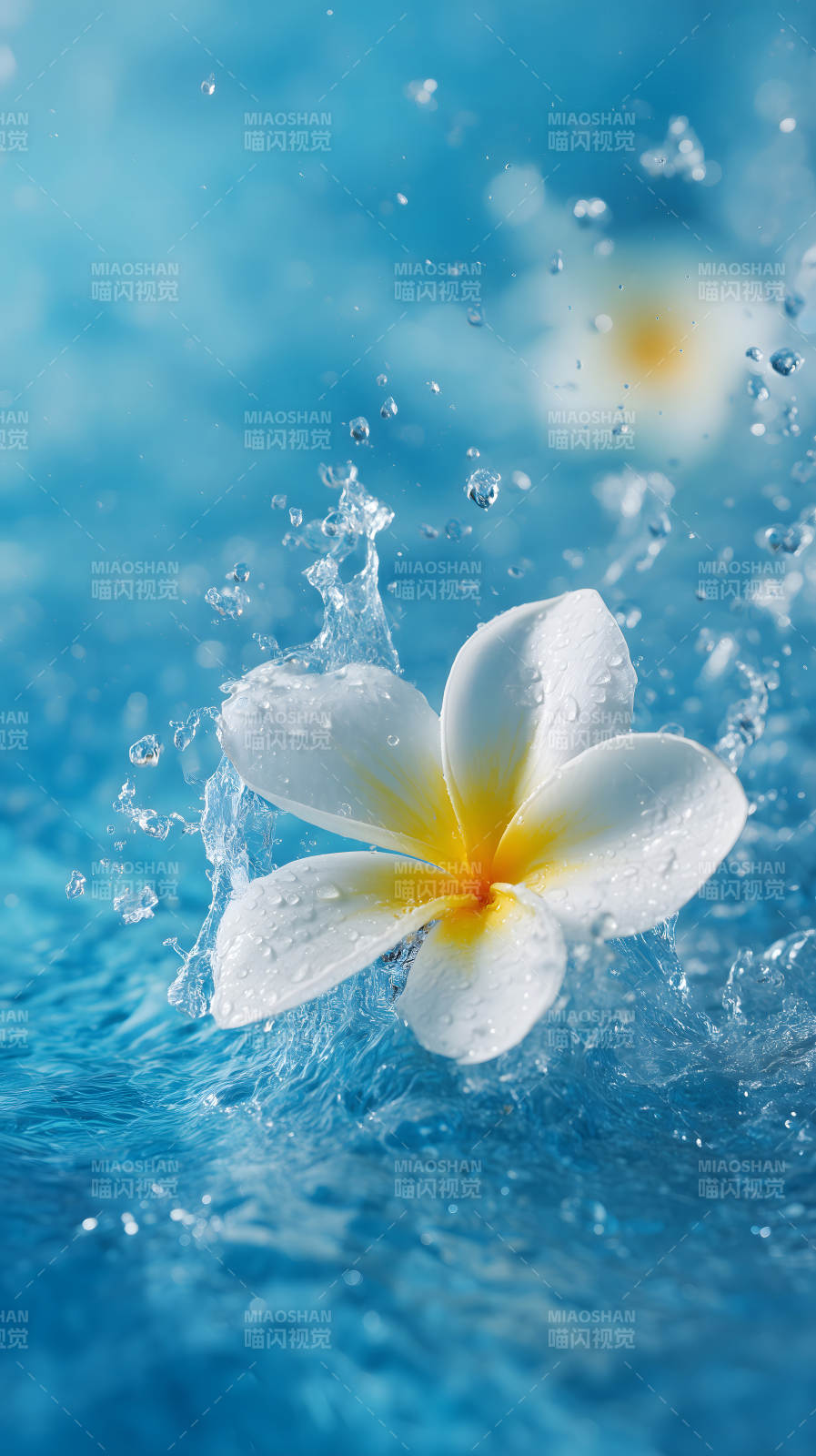 水中芙蓉花朵绽放-图片