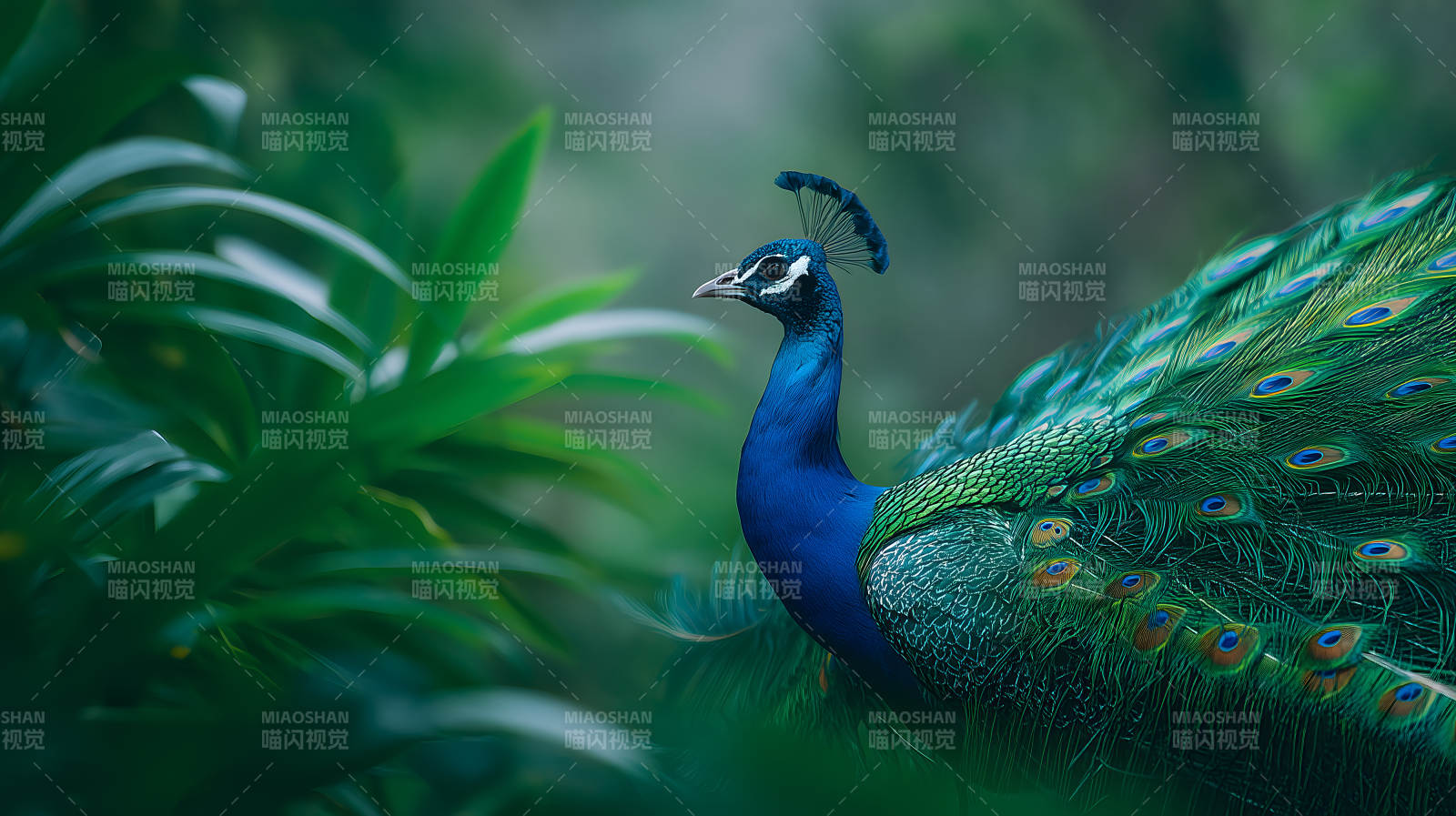 孔雀在绿植中展现美丽-图片