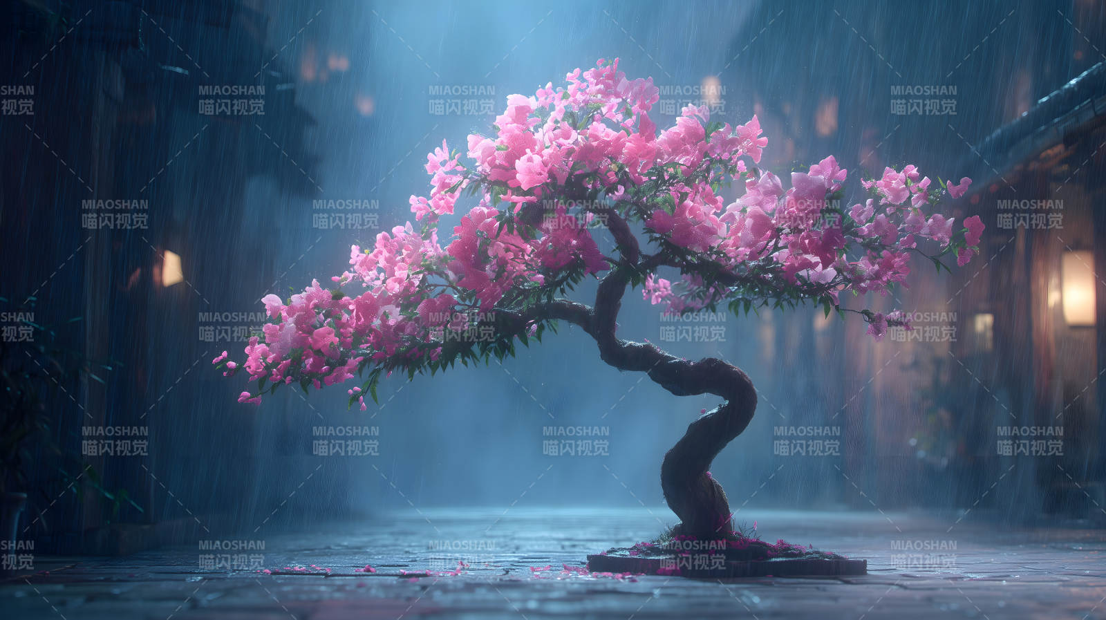 雨中樱花树盛开-图片