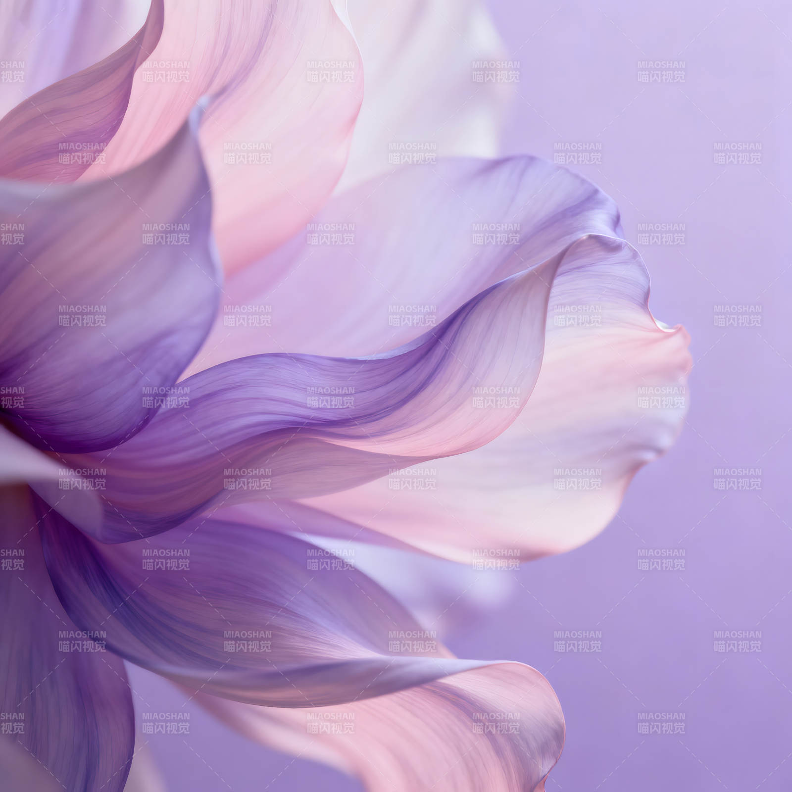 花瓣的柔美姿态-图片