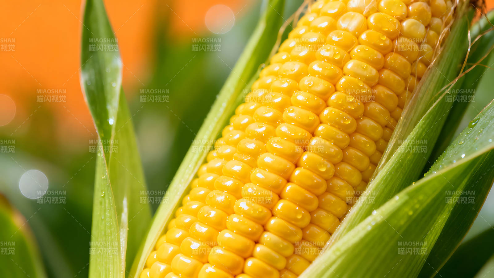 新鲜玉米特写晶莹剔透惹人爱图片