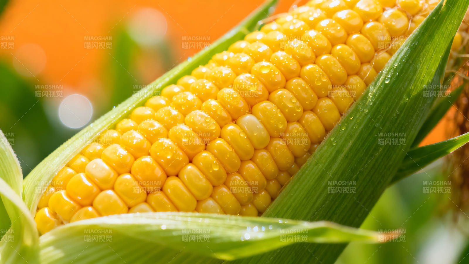玉米特写饱满金黄晶莹剔透-图片