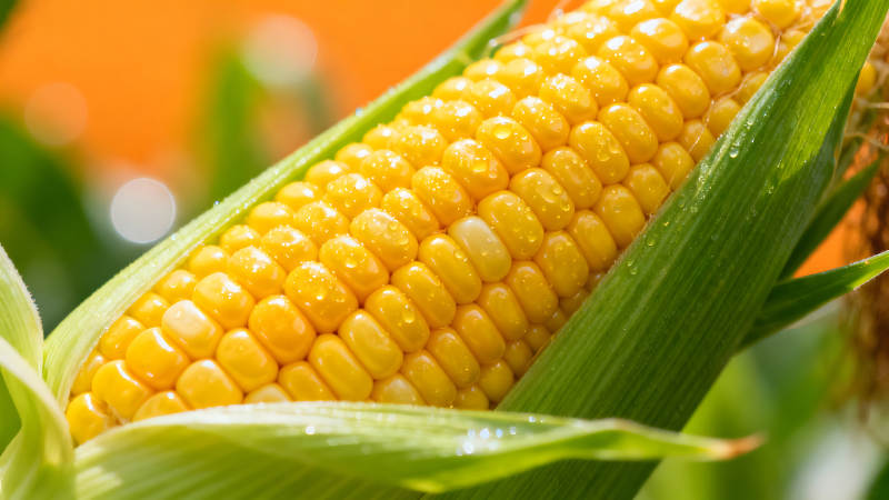 玉米特写饱满金黄晶莹剔透-图片