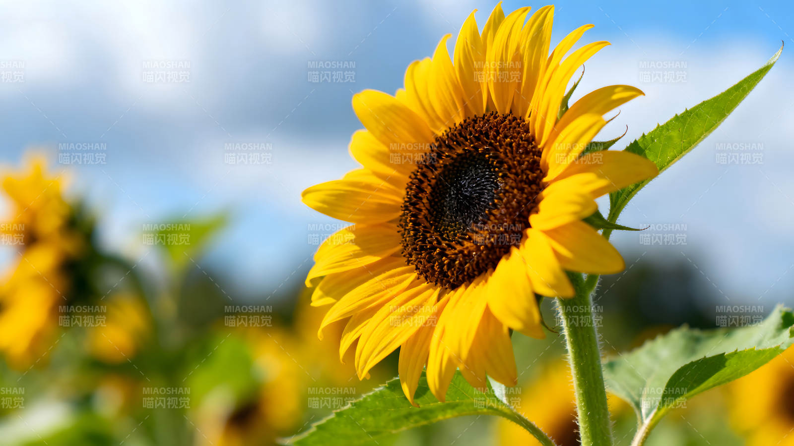 阳光下的向日葵盛开-图片