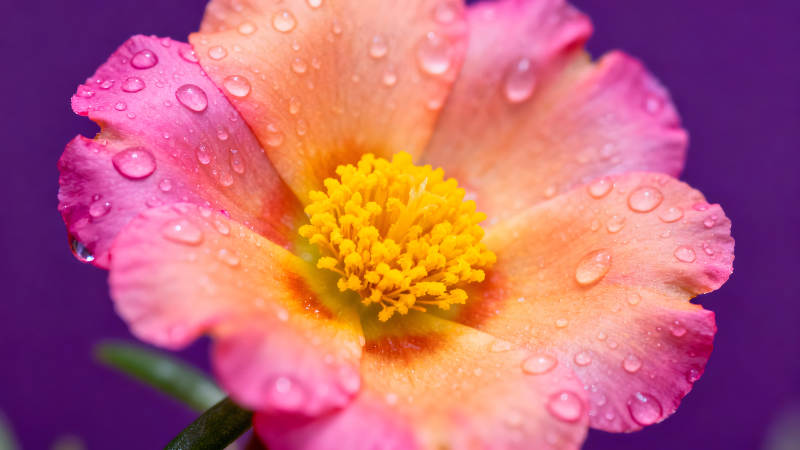 粉色花瓣上的水珠特写-图片