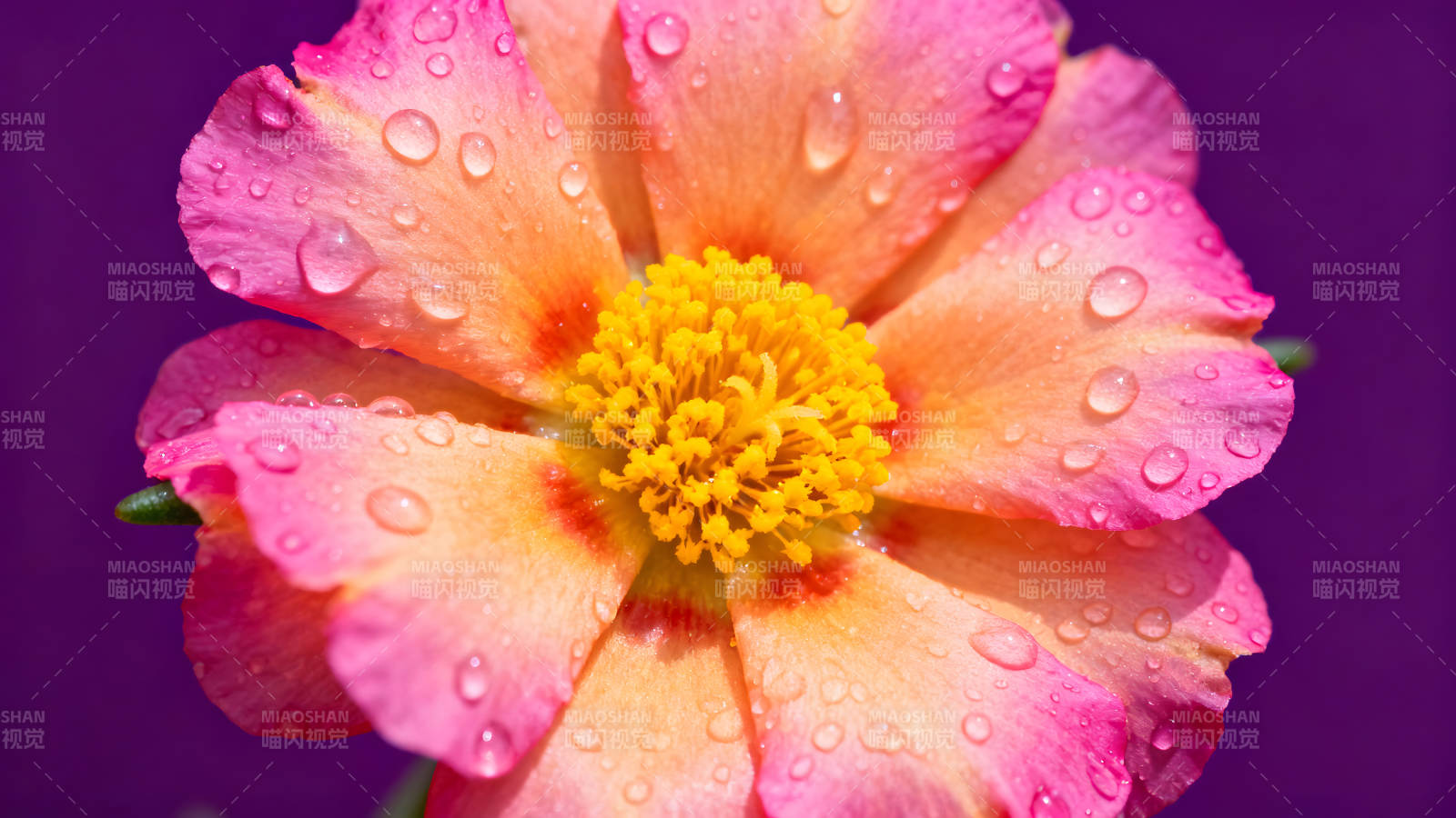 花朵特写水珠晶莹色彩鲜艳-图片