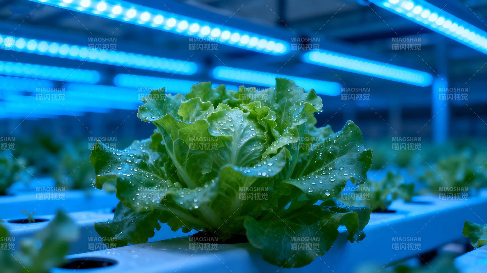 水培蔬菜生长在蓝光照射下图片