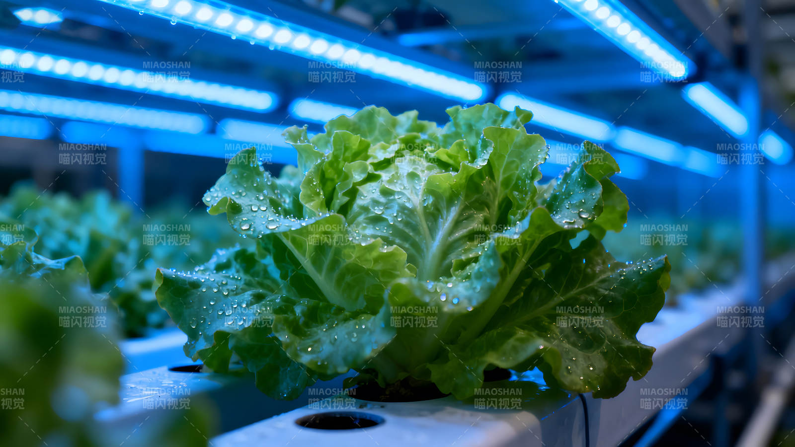 水培生菜在蓝光下生长图片