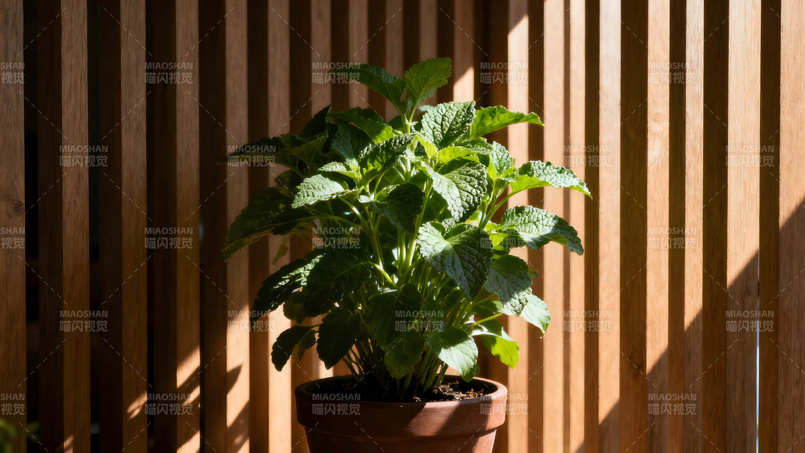 植物盆栽陽光照耀木質背景-圖片