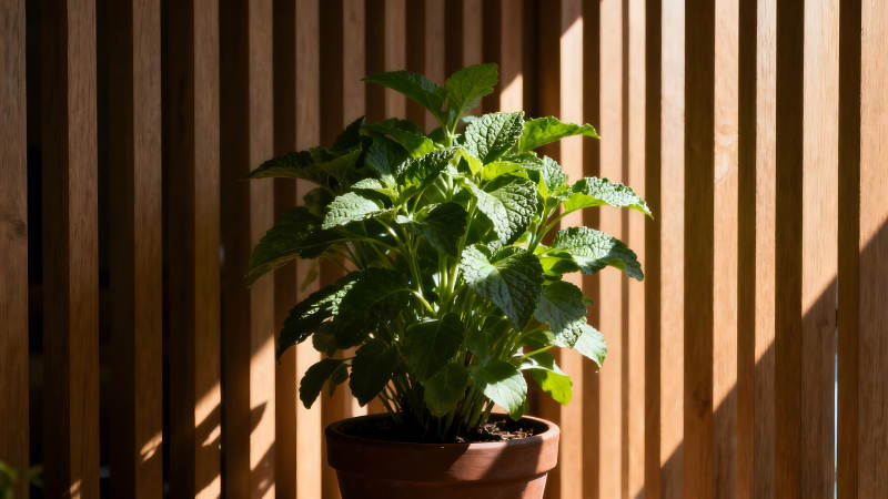 植物盆栽陽(yáng)光照耀木質(zhì)背景-圖片