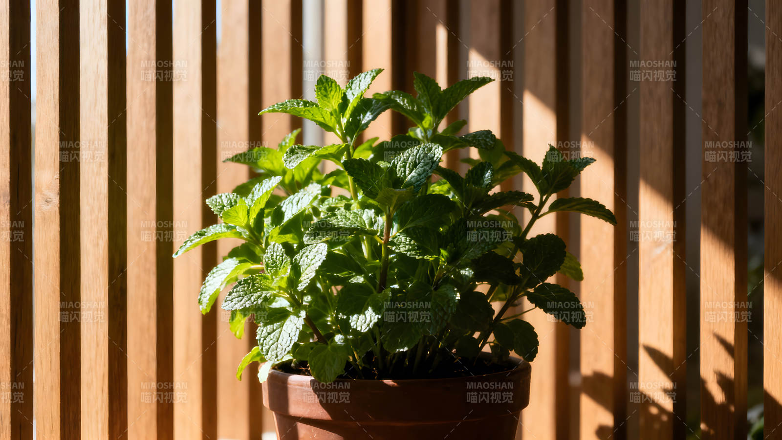 阳光下的薄荷盆栽图片