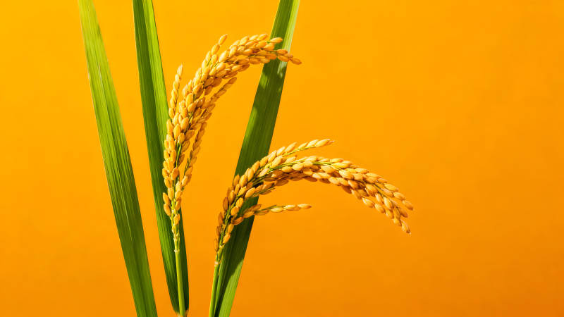 金黄稻穗衬托翠绿稻叶-图片