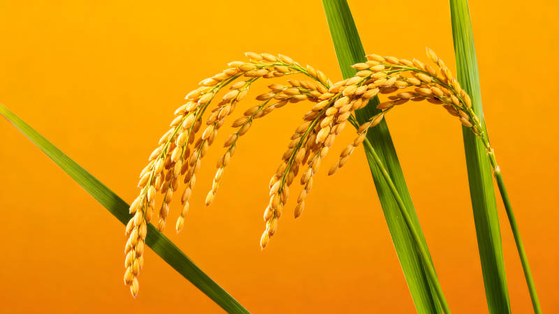 金黄稻穗与翠绿叶片在橙色背景下-图片