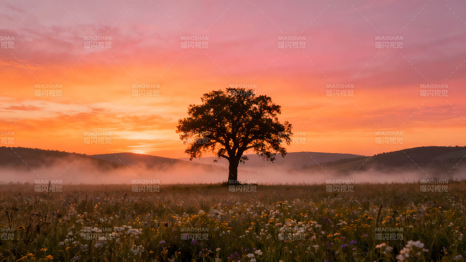 夕阳下的孤树田野风光图片