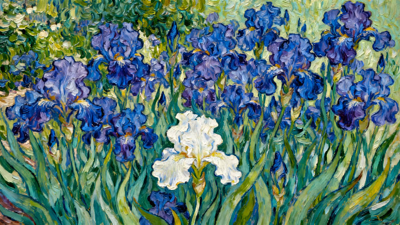 梵高笔下的蓝色鸢尾花绽放-图片
