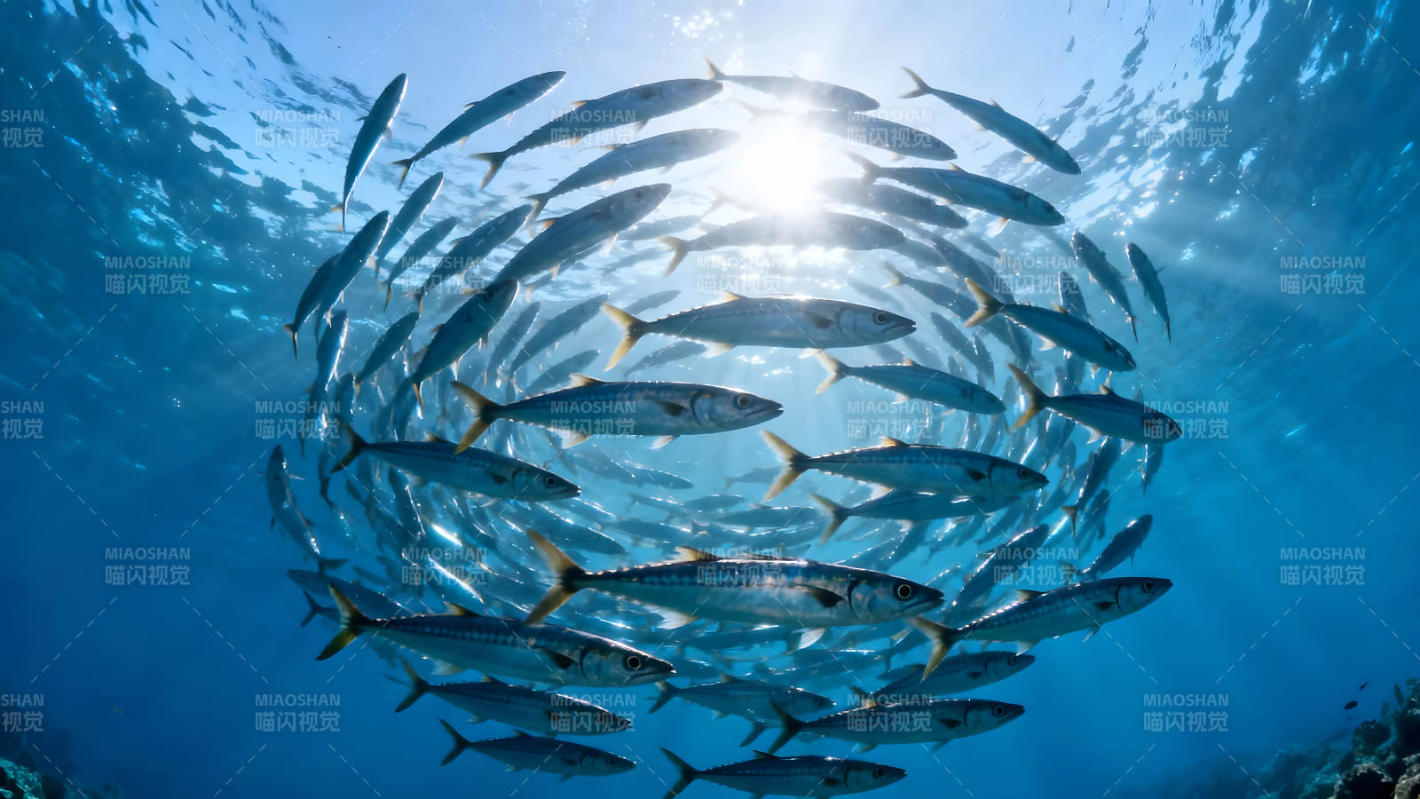 海底魚群游動(dòng)陽(yáng)光普照-圖片