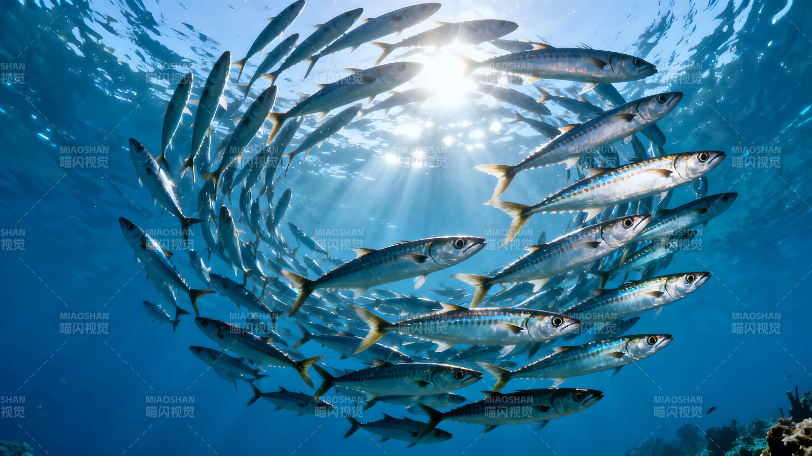 魚群環(huán)繞太陽光線構(gòu)成美麗的畫面圖片