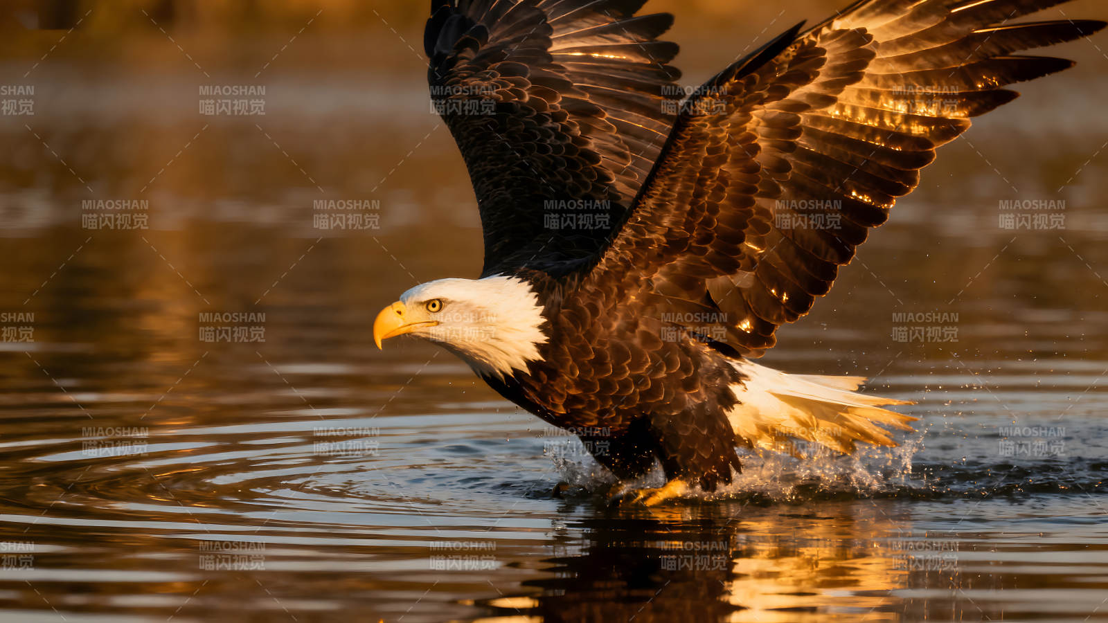 雄鷹捕食瞬間展翅翱翔-圖片