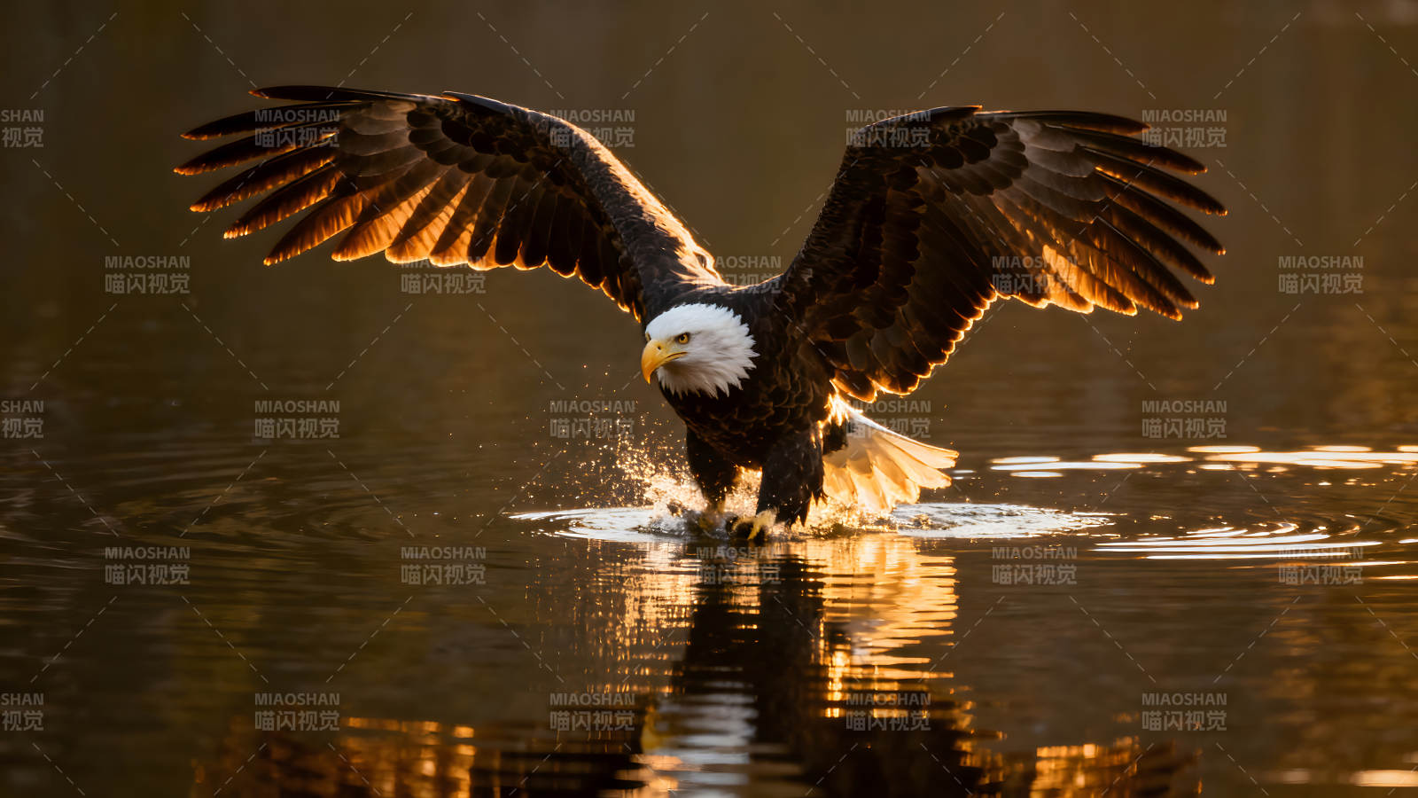 雄鷹掠水而過陽光灑滿羽翼-圖片