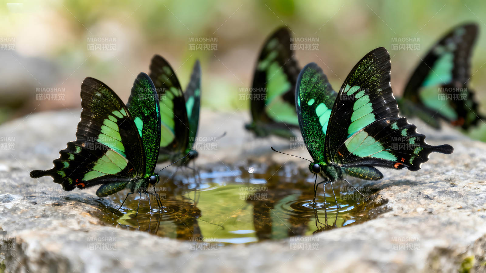 翠绿蝴蝶饮水图图片