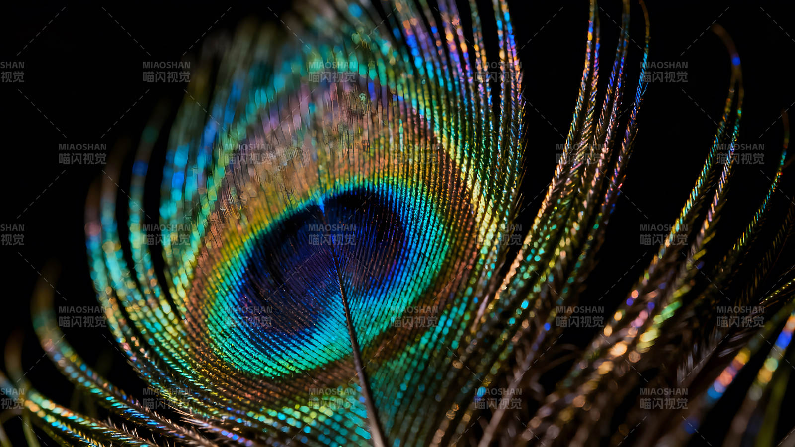 孔雀羽毛特写绚丽色彩绽放-图片