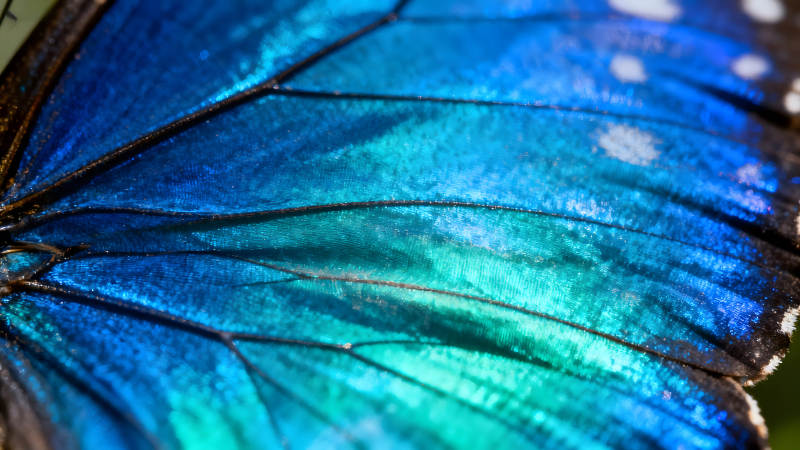 蝴蝶翅膀细节特写蓝色渐变纹理质感图片