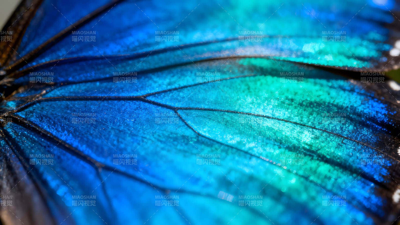 蓝色蝴蝶翅膀的微观世界-图片